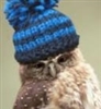 Owllison's avatar