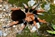 AphonopelaBicoloratum's avatar