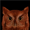Lycian's avatar
