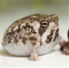 TheMorbidHobbiest's avatar