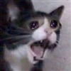 KinBushi's avatar