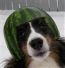 MelonOfTheCollie's avatar
