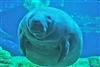 Seacow's avatar