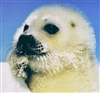 OdysseyHome's avatar