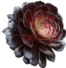 witcxxh's avatar