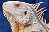ashenchimera's avatar