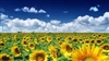 Sunflowerdaisies's avatar