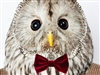 DrHoo's avatar