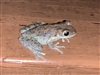 Tuskor's avatar
