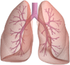 Lungs's avatar