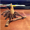 SkorpTS's avatar