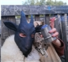 TheDreamingGoat's avatar