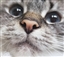 elquatrogrande's avatar