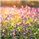 liefy_greens's avatar