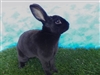 HellraiserHoney's avatar