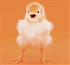 LittleMortyOfDoom's avatar