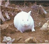 Moogoos's avatar