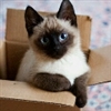 Lady_Kalla's avatar