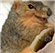 Coffeechipmunk18's avatar