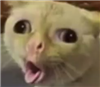 SqueakyDragon's avatar