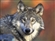 LorrdWolf's avatar