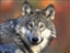 LorrdWolf's avatar
