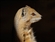 PotatoAndWombatz's avatar