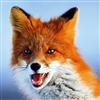 Foxipital's avatar
