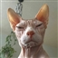 AaronOfBarbaria's avatar