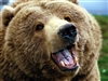 bearclaw's avatar