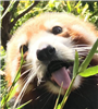 TomorrowsCall's avatar