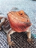 Andrawartha's avatar