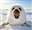 khaaarl's avatar