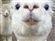 GeorgeTheAlpaca's avatar