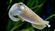 cuttlefish32's avatar