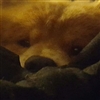 Krumpits's avatar