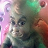 verysmalldog's avatar