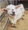 TheOldGoat187's avatar