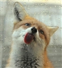 Foxeii's avatar