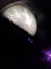 DreamingAwake's avatar