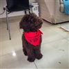 Arehandoro's avatar