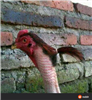 FergusBremner's avatar