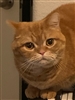 Bork99's avatar