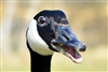 TheCanadianGoose's avatar