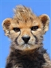Travis101's avatar