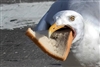 SeagullEggs's avatar