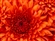 Matthias_von_Schwarzwald's avatar