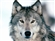 Mono's avatar