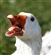 AmRlyDoge's avatar