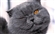 Mr_Good_Cat's avatar
